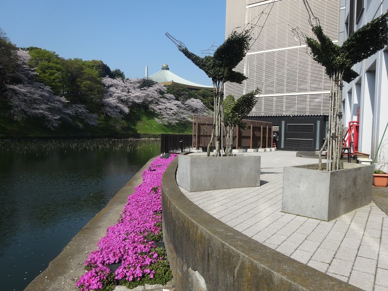 お堀端の芝桜