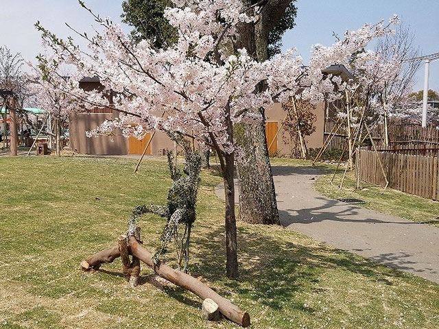 満開の桜にぶら下がるシロテテナガザルのトピアリー