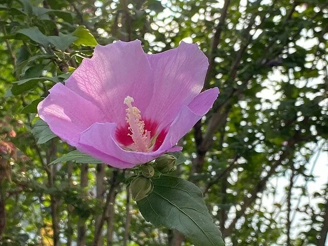 雄しべがまっすぐ！ムクゲ