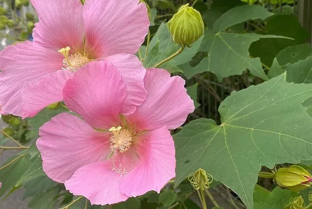 雄しべの先が分かれているのはフヨウ
