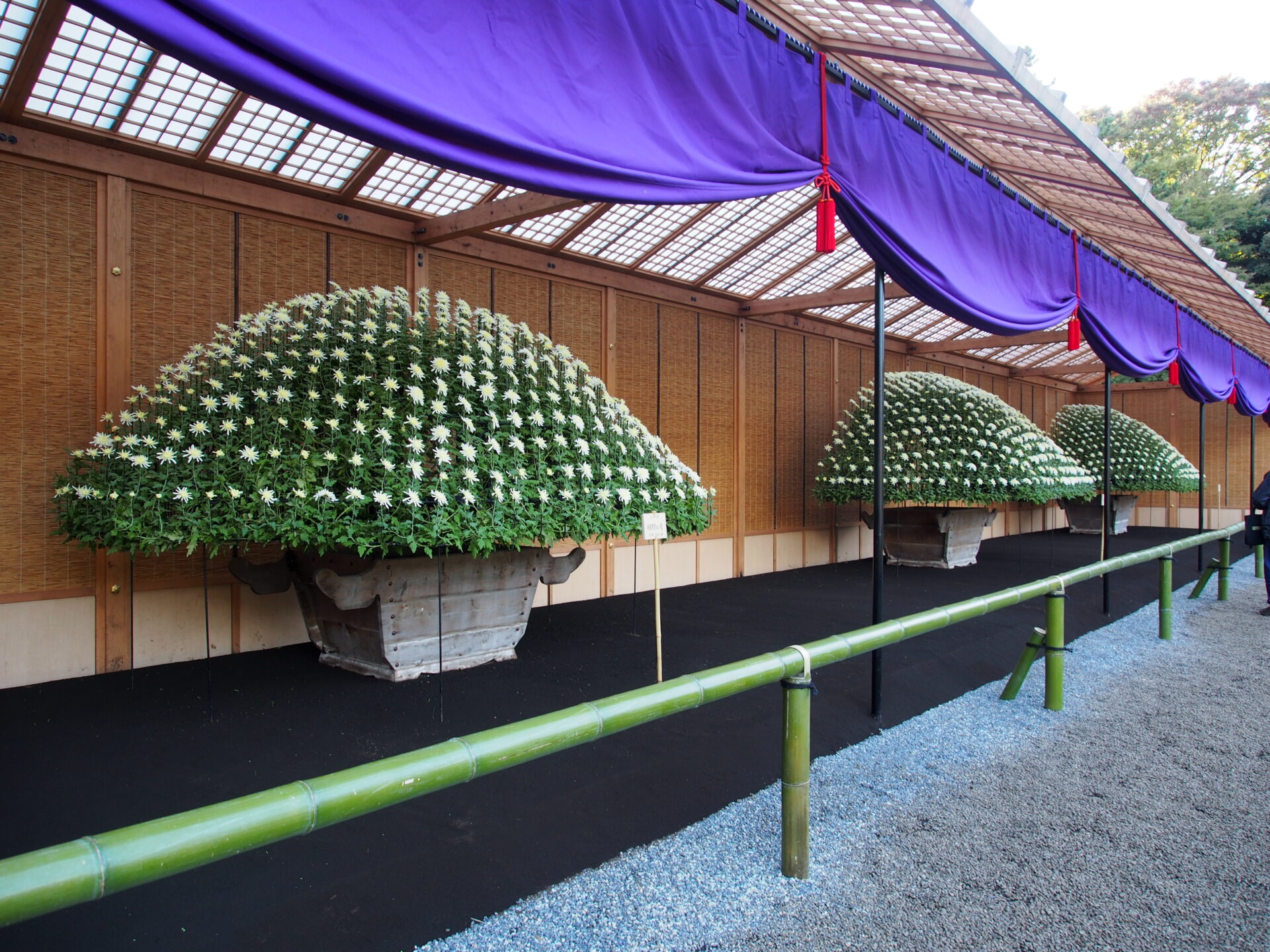 菊・世界が学ぶ日本の技術 – 植物アート・トピアリー制作【東京都のネバーランドインターナショナル】